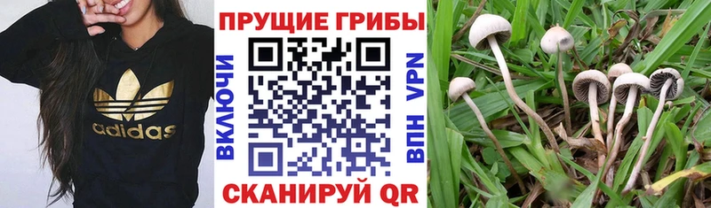 Галлюциногенные грибы мицелий  наркота  Северодвинск 